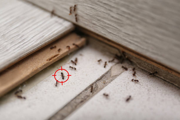 Best Pest Control for Restaurants  in Key Biscayne, FL